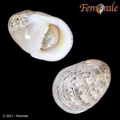 Image of polished nerite