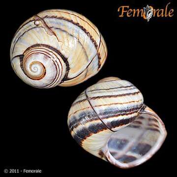 Image of Painted snail
