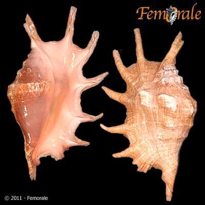 Image of spider conch