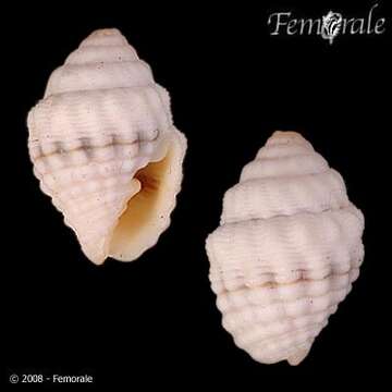 Image of Turbinelloidea Rafinesque 1815