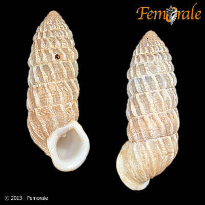 Image of Cerionidae