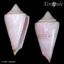 صورة Conus luciae Moolenbeek 1986