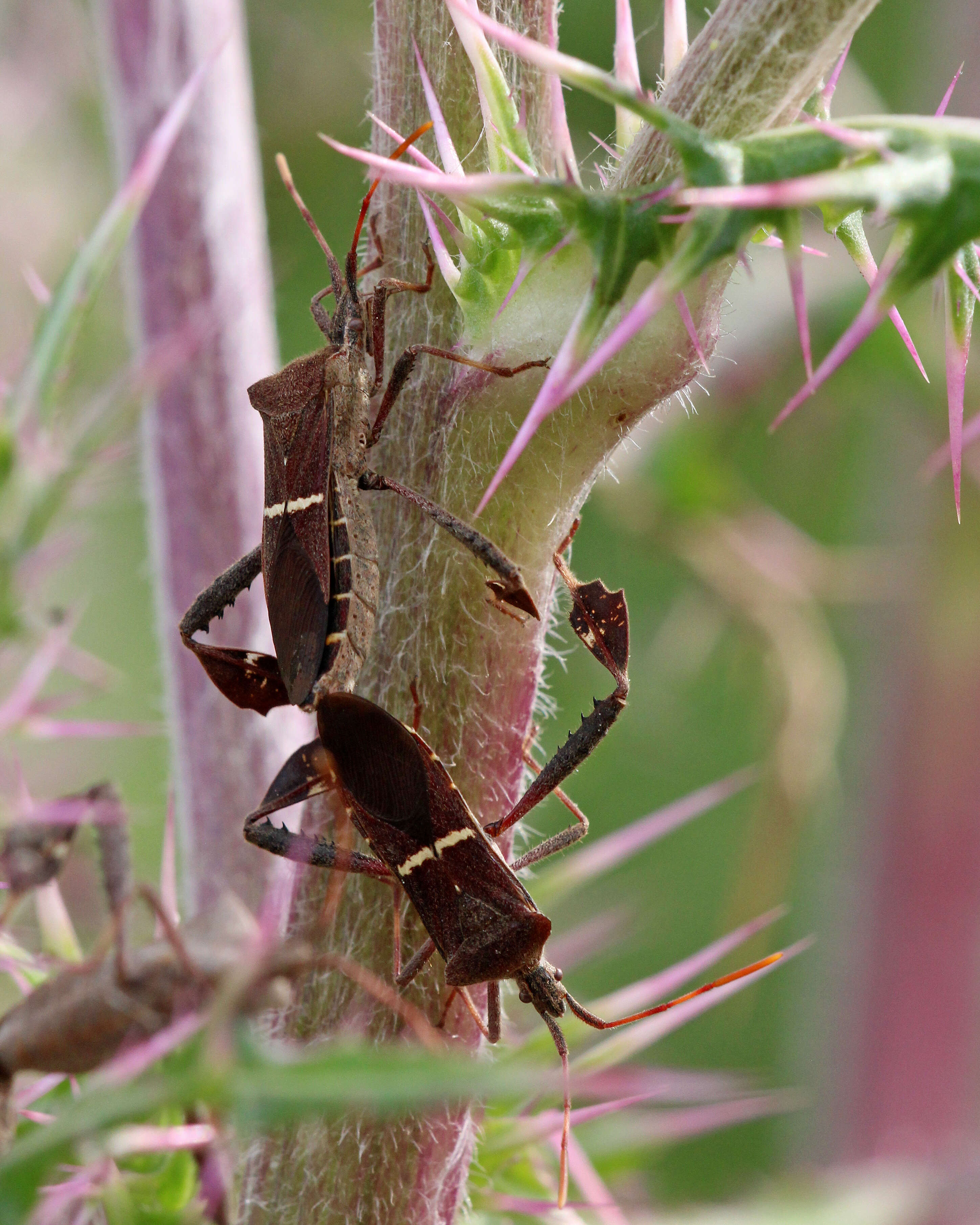 Image of Leptoglossus phyllopus (Linnaeus 1767)