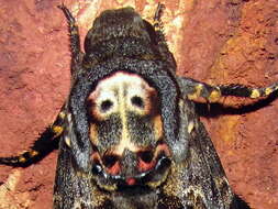 Image of Bee Robber