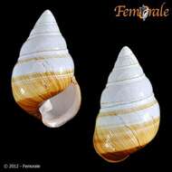 Image of achatinellid land snails