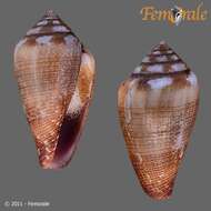 Image of cone snails