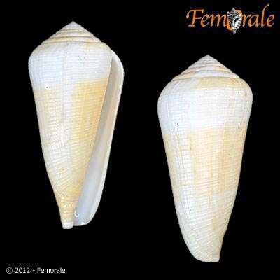 Image of cone snails