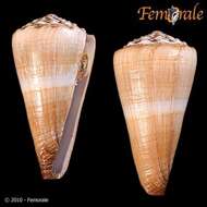 Image of cone snails