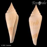 Image of Conasprella Thiele 1929