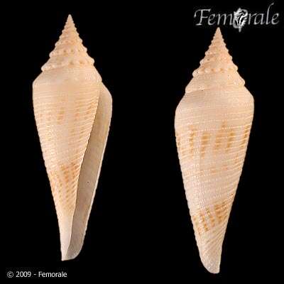 Image of Conasprella Thiele 1929