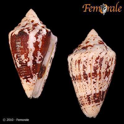 Image of cone snails