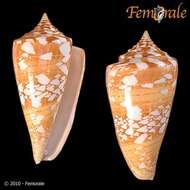 Conus amadis Gmelin 1791的圖片