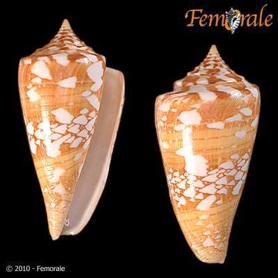 Conus amadis Gmelin 1791的圖片