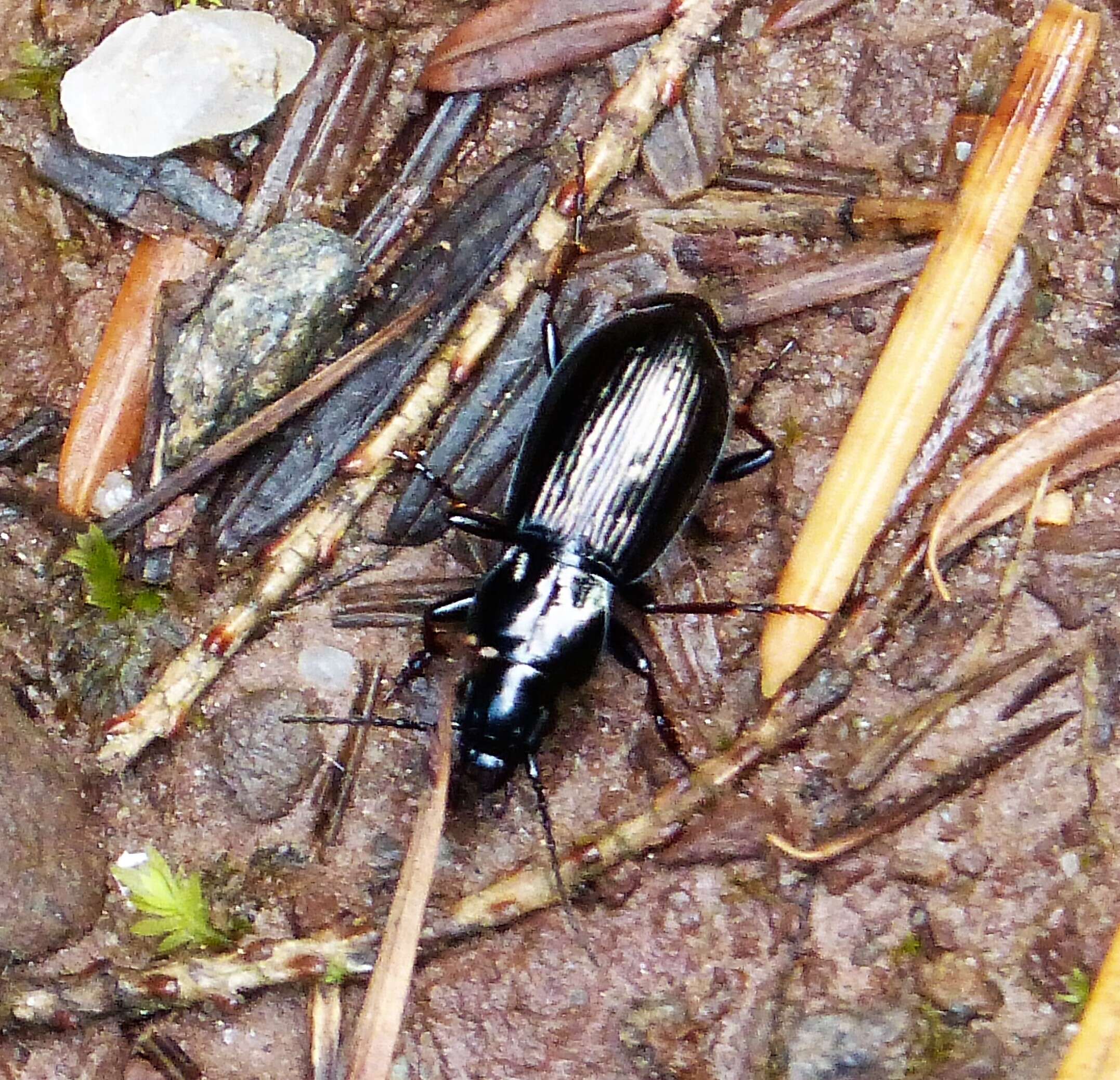 Image of Pterostichus (Bothriopterus) oblongopunctatus (Fabricius 1787)