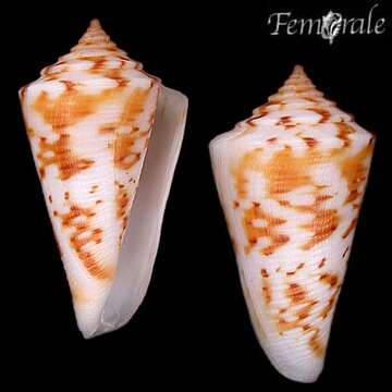 Image of cone snails