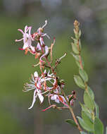 Image of flyweed