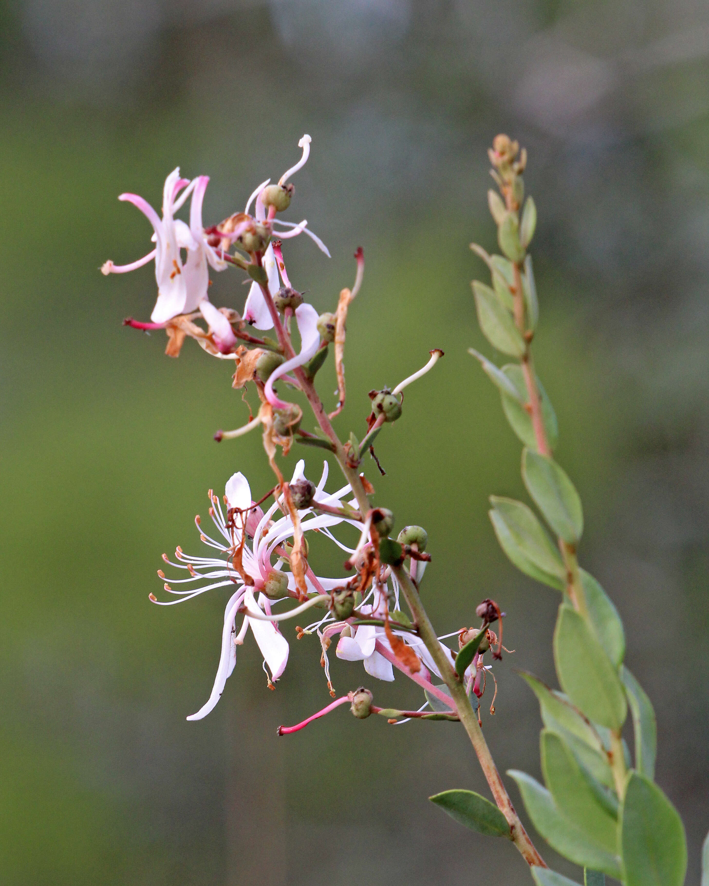 Image of flyweed