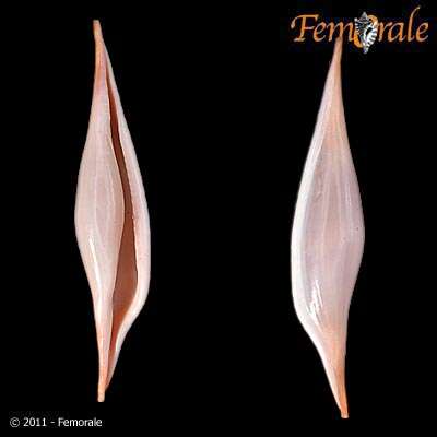 Image of Spindle Cowries