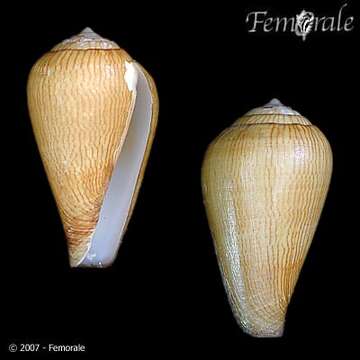 Image of cone snails