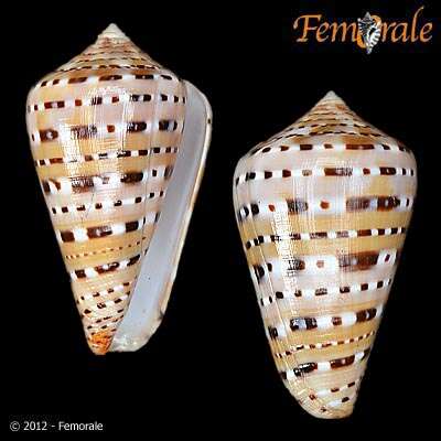 Image of cone snails