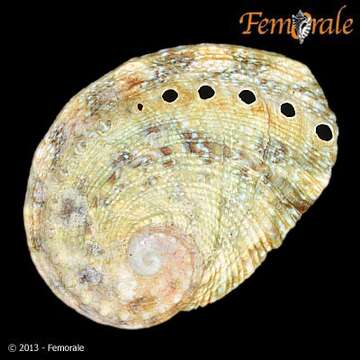 Image of Haliotoidea Rafinesque 1815