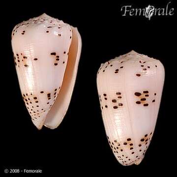 Image of cone snails