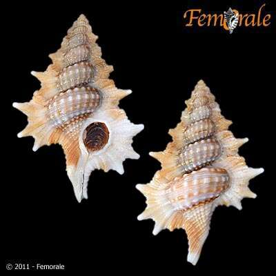 Image of triton shells