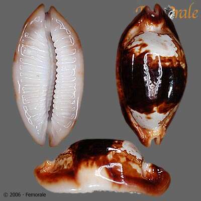 صورة Cypraea stolida crossei Marie 1869