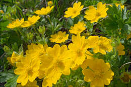 Image of Potentilla aurea L.