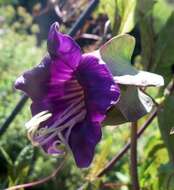 Imagem de Cobaea scandens Cav.