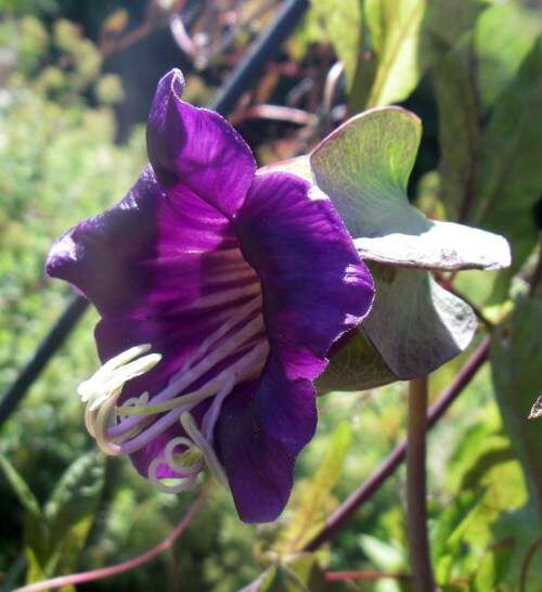 Imagem de Cobaea scandens Cav.