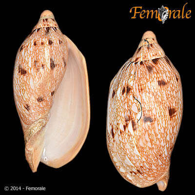 Image of Cymbiola innexa (Reeve 1849)