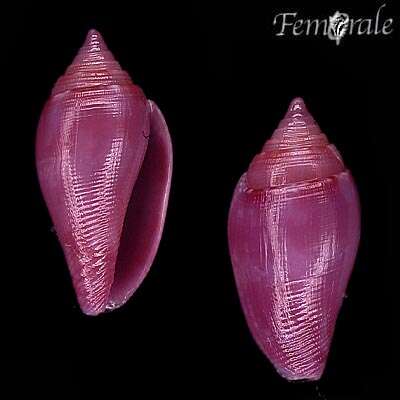 Image of <i>Conella</i> cf. <i>ovuloides</i> (Adams 1850)