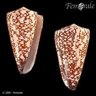 Image de Conus thalassiarchus G. B. Sowerby I 1834