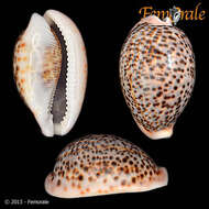 Image of cowrie