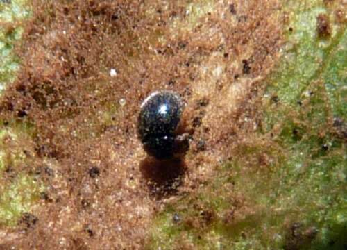 Image of Ladybird beetle