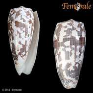 Image of cone snails