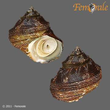 Image of turban snail