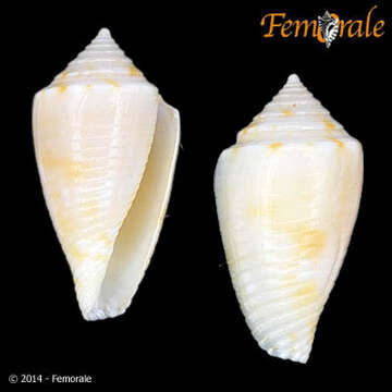 Image of Conasprella Thiele 1929