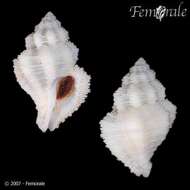 صورة Coralliophila nux (Reeve 1846)