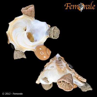 Xenophoroidea Troschel 1852 resmi