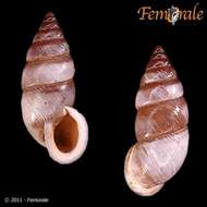 صورة Buliminidae