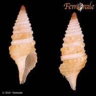 Image of Turridae H. Adams & A. Adams 1853