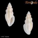 Eucithara striatella (E. A. Smith 1884)的圖片