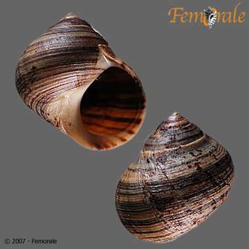 Image of Periwinkle snails