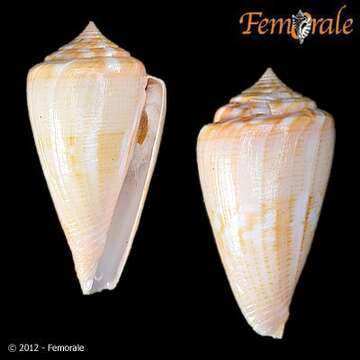 Image of Amphiurgus Cone