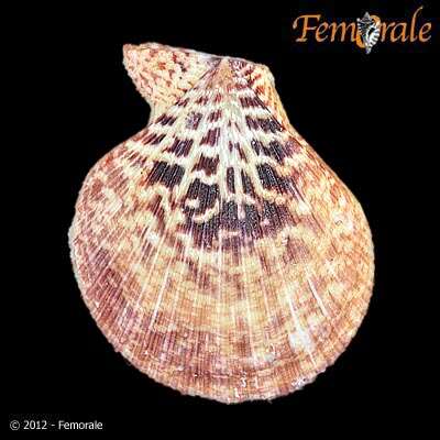 Image of Caribachlamys T. R. Waller 1993