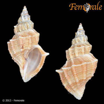 Image of Cancellarioidea