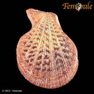 Image of Caribachlamys T. R. Waller 1993