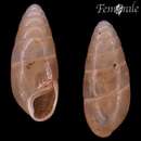 Imagem de Hypnophila pupaeformis (Cantraine 1835)